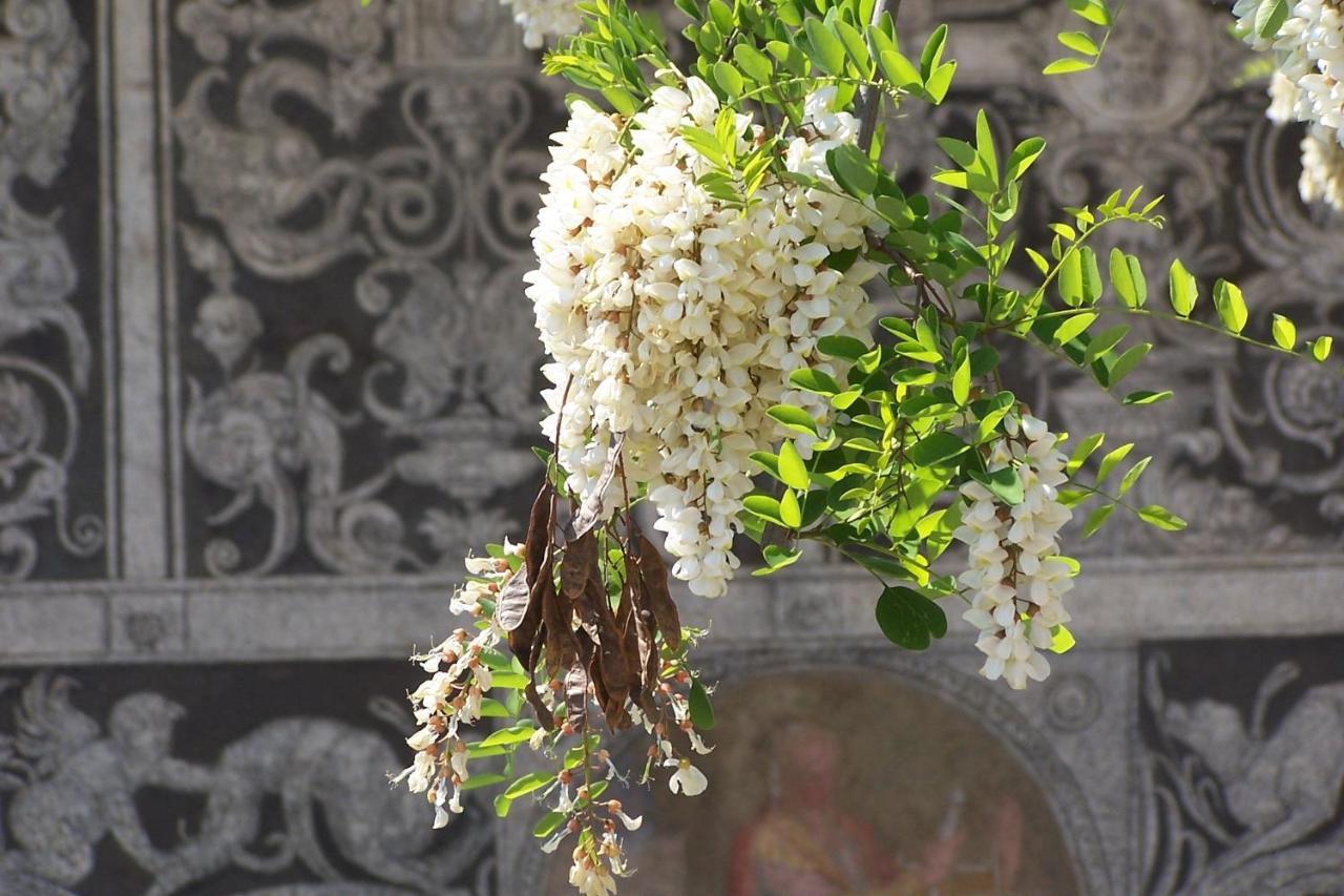 Acacia Firenze - Primula Apartman Kültér fotó